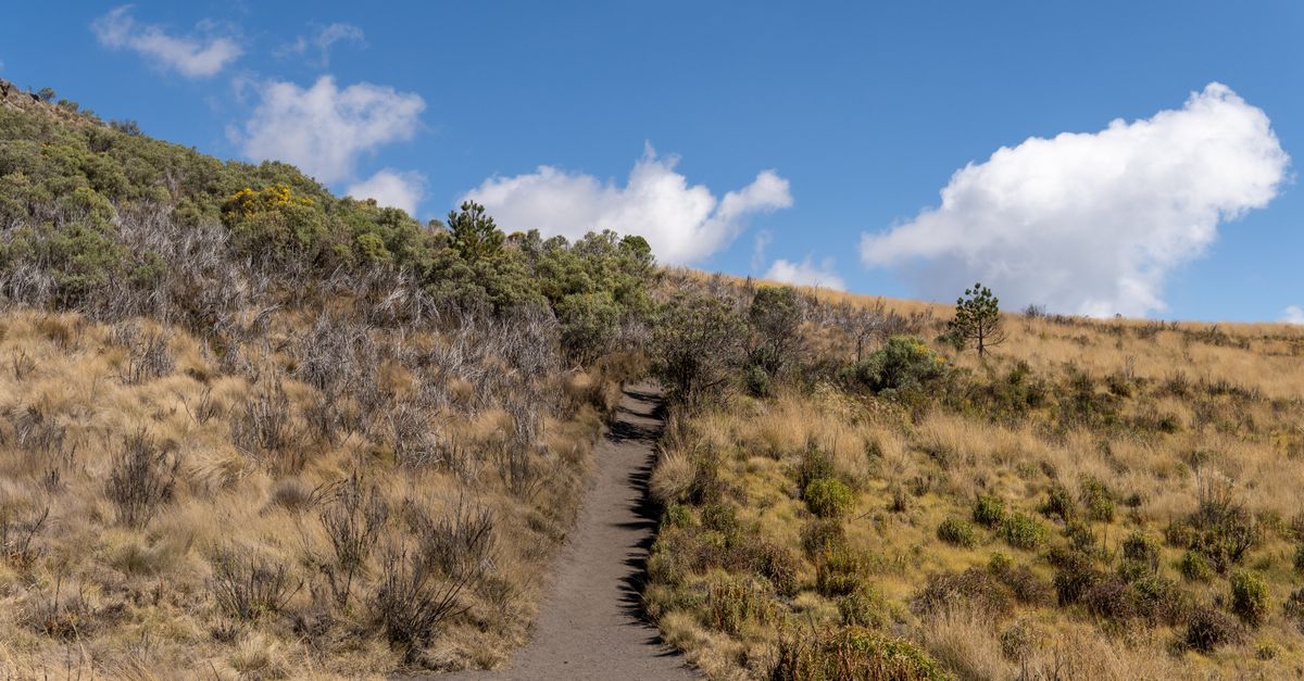 Sendero de montaña con vegetación andina y cielo despejado